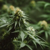 Close up of cannabis plant