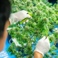 A photo of gloved hands cutting fresh cannabis leaves