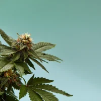 Close up of cannabis plant against a light blue backdrop