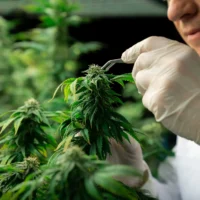 Male scientist using tweezers to remove bud from cannabis hemp plant