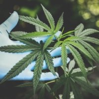 Hand wearing blue rubber glove handles the leaves of a cannabis plant