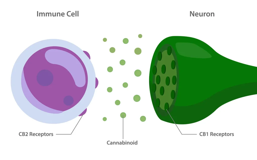 A diagram showing how cannabinoids interact with the CB1 and CB2 receptors in the body, traveling between immune cells and neurons. 