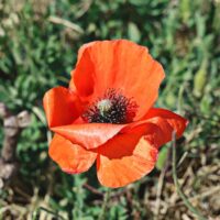 Closeup view of wild blooming poppy flower