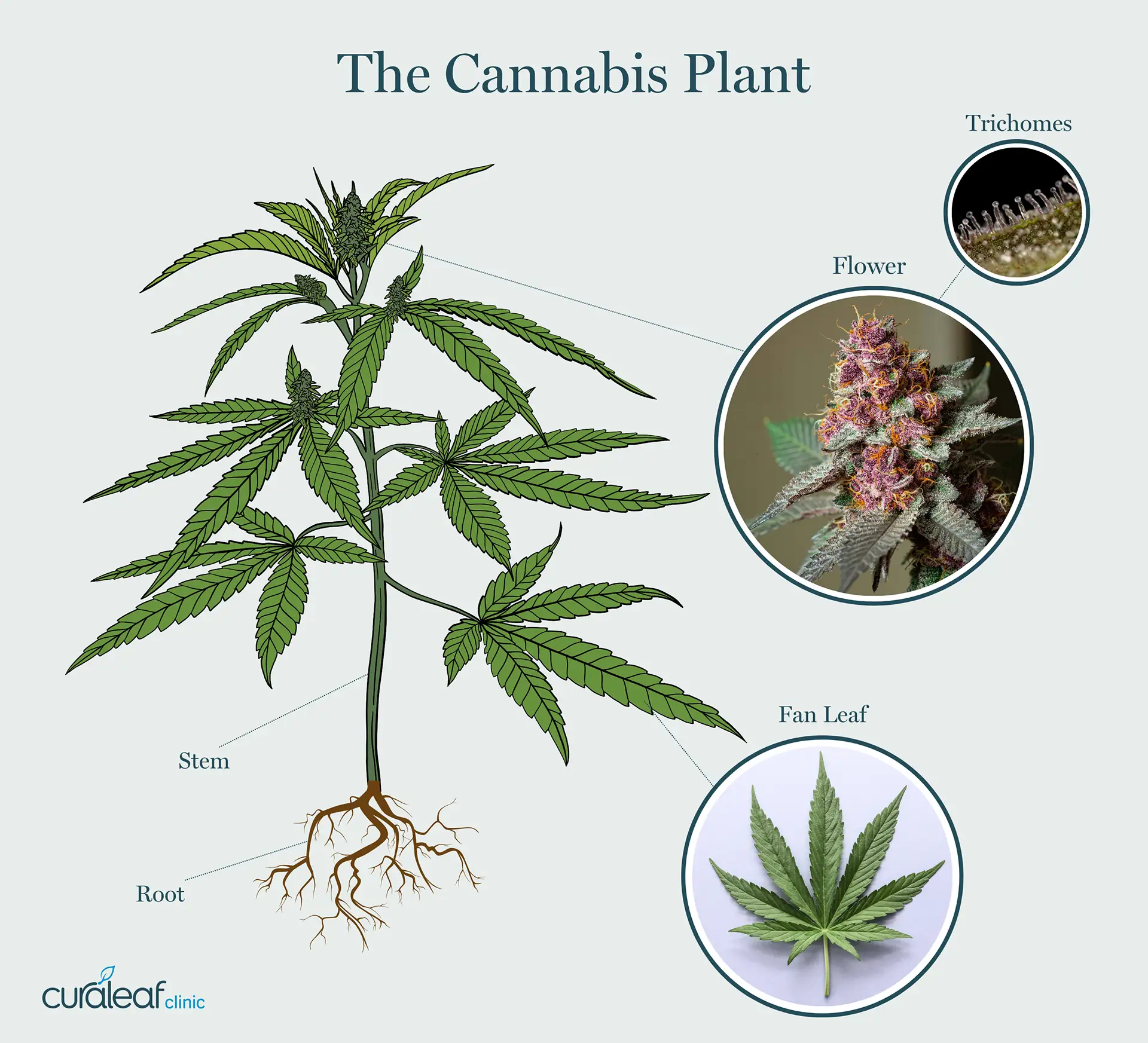 A diagram of a cannabis plant with the root, stem, leaves, flowers and trichomes labelled to show what a cannabis plant looks like.